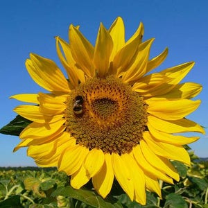 Helianthus annuus Common Sunflower 50_Seeds image 4