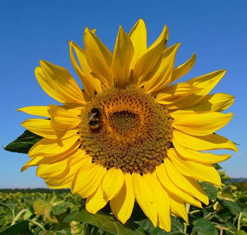 Helianthus annuus Common Sunflower 50_Seeds image 4