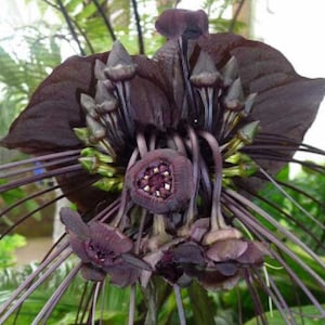 Tacca chantrieri | Bat Flower | Cats Whiskers | Devil Flower | 20_Seeds
