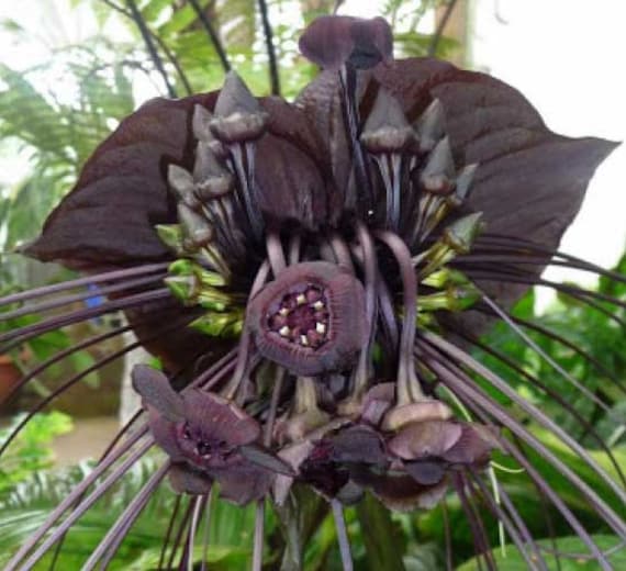 Tacca chantrieri / Flor de murciélago / Bigotes de gatos / - Etsy España Tacca chantrieri / Flor de murciélago / Bigotes de gatos / - Etsy España