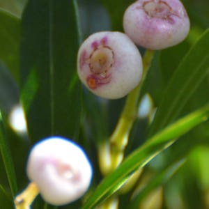 Syzygium (Acmena) smithii | Mini Lilly Pilly | 10_Seeds