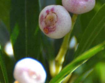Syzygium (Acmena) smithii | Mini Lilly Pilly | 10_Seeds