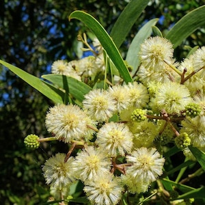 Acacia melanoxylon | Australian Blackwood | Mudgerabah | Tasman | 10_Seeds