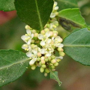 Ilex vomitoria Pendula de houx Yaupon pleureur 20_Graines image 1