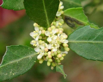 Ilex vomitoria | Weeping Yaupon Holly pendula | 20_Seeds