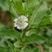 Semi Di Eclipta Prostrata – Yerba De Tajo – Semi Per Piantare