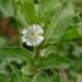 Semi Di Eclipta Prostrata – Yerba De Tajo – Semi Per Piantare