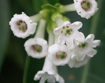 Cestrum diurnum | White Chocolate Jasmine | Day Jessamine | 10_Seeds