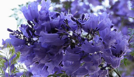 Jacaranda Mimosifolia | Brazilian Rose Wood | Green Ebony