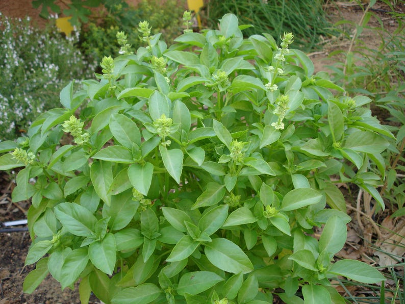 Ocimum basilicum Sweet Basil 50_Seeds image 2