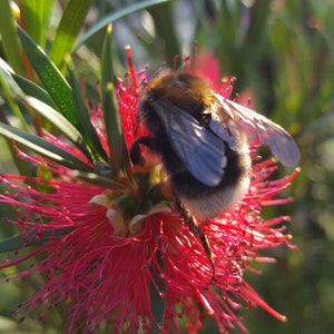 Callistemon rigidus Red Cluster Bottlebrush Tree Clemson Hardy 50_Seeds image 1