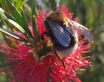 Callistemon rigidus | Red Cluster Bottlebrush Tree | Clemson Hardy | 50_Seeds