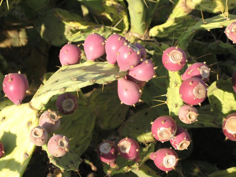 Opuntia Dillenii | Dillen & Sweet Prickly Pear | Eltham Indian Fig |  10_seeds - Etsy