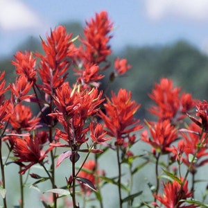 Castilleja linariifolia | Wyoming Narrow-Leaved Desert Paintbrush | 50_Seeds