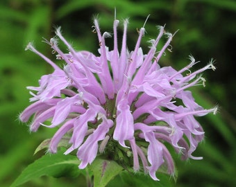 Könnte beinhalten: Nahaufnahme einer hellvioletten Blume mit langen, schlanken Blütenblättern und zarten, weißspitzigen Staubgefäßen. Die Blüte steht in voller Blüte und zeigt ihre komplizierte Struktur vor einem verschwommenen grünen Hintergrund aus Blättern. Die Blütenblätter haben ein weiches, strukturiertes Aussehen.