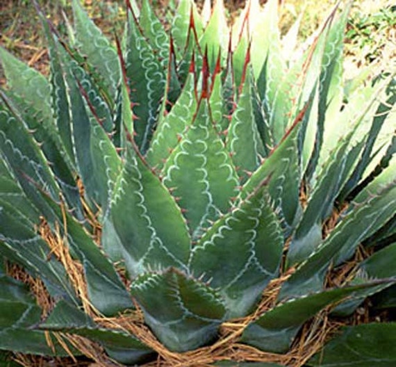 Agave Montana | Hardy Century Plant | Mountain-agave | 10_seeds - Etsy