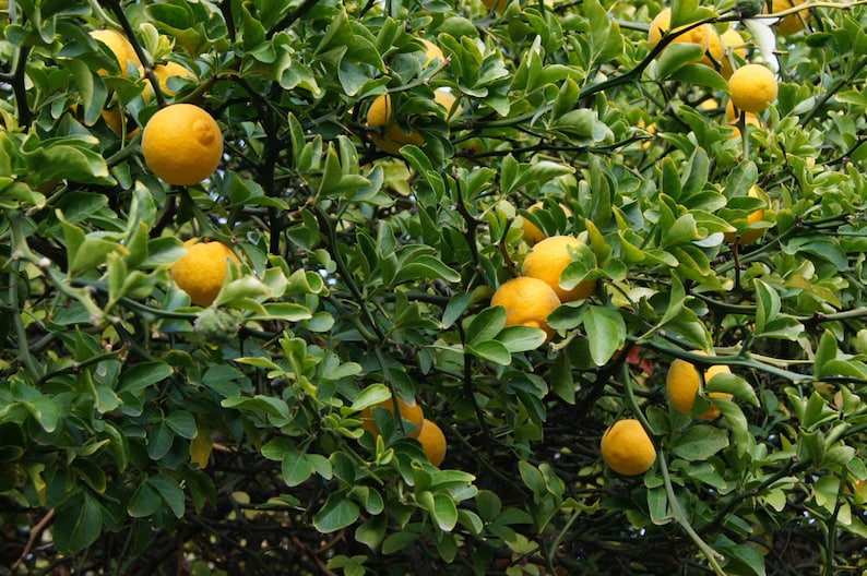 ButterflyGardenSeeds Poncirus trifoliata Contorted Flying Dragon Seeds - Thumbnail 4