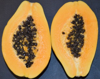 Carica papaya Kamiya | Laie Gold | Golden Hawaiian Papaya | 100_Seeds