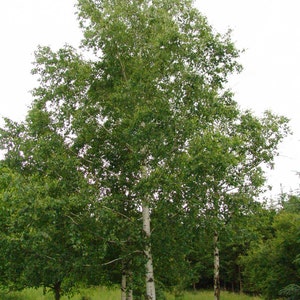 Betula pendula|European White Silver Warty Birch|  50_Seeds