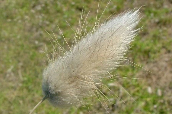 Lagurus ovatus | Hasenschwänzchen | 20_Samen