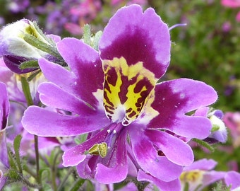 Schizanthus Wisetonensis | Angel Wings | 100_Seeds