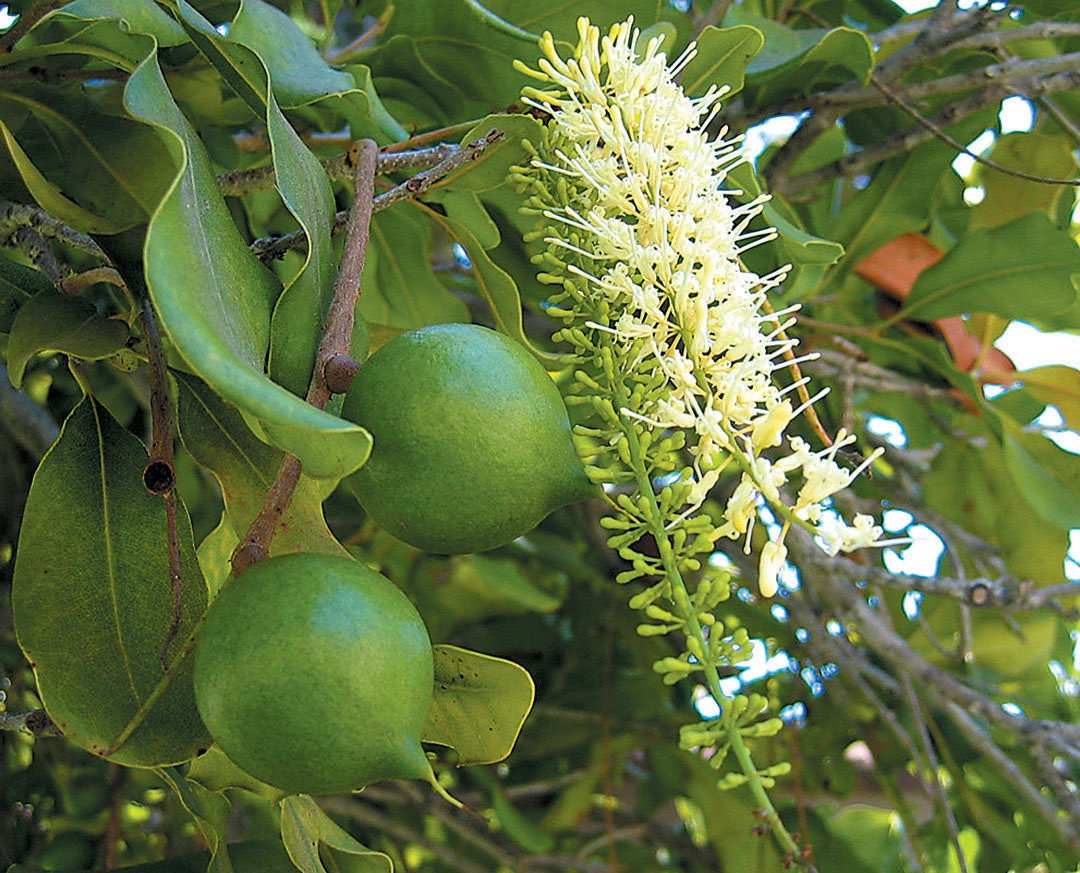 Macadamia integrifolia (Noix de Macadamia) Couleur floraison White Size Pot  de 6 litres - 80/100 cm