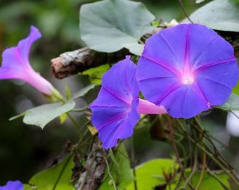 Ipomoea indica | Morning Glory | Blue Dawnflower | Oceanblue | 10_Seeds