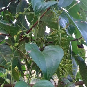 Könnte beinhalten: Nahaufnahme einer Pflanze mit großen, herzförmigen grünen Blättern und kleinen, geclusterten grünen Knospen. Die Blätter haben ausgeprägte Adern und eine glatte Textur. Die Stängel der Pflanze sind sichtbar und erzeugen eine natürliche, organische Komposition.