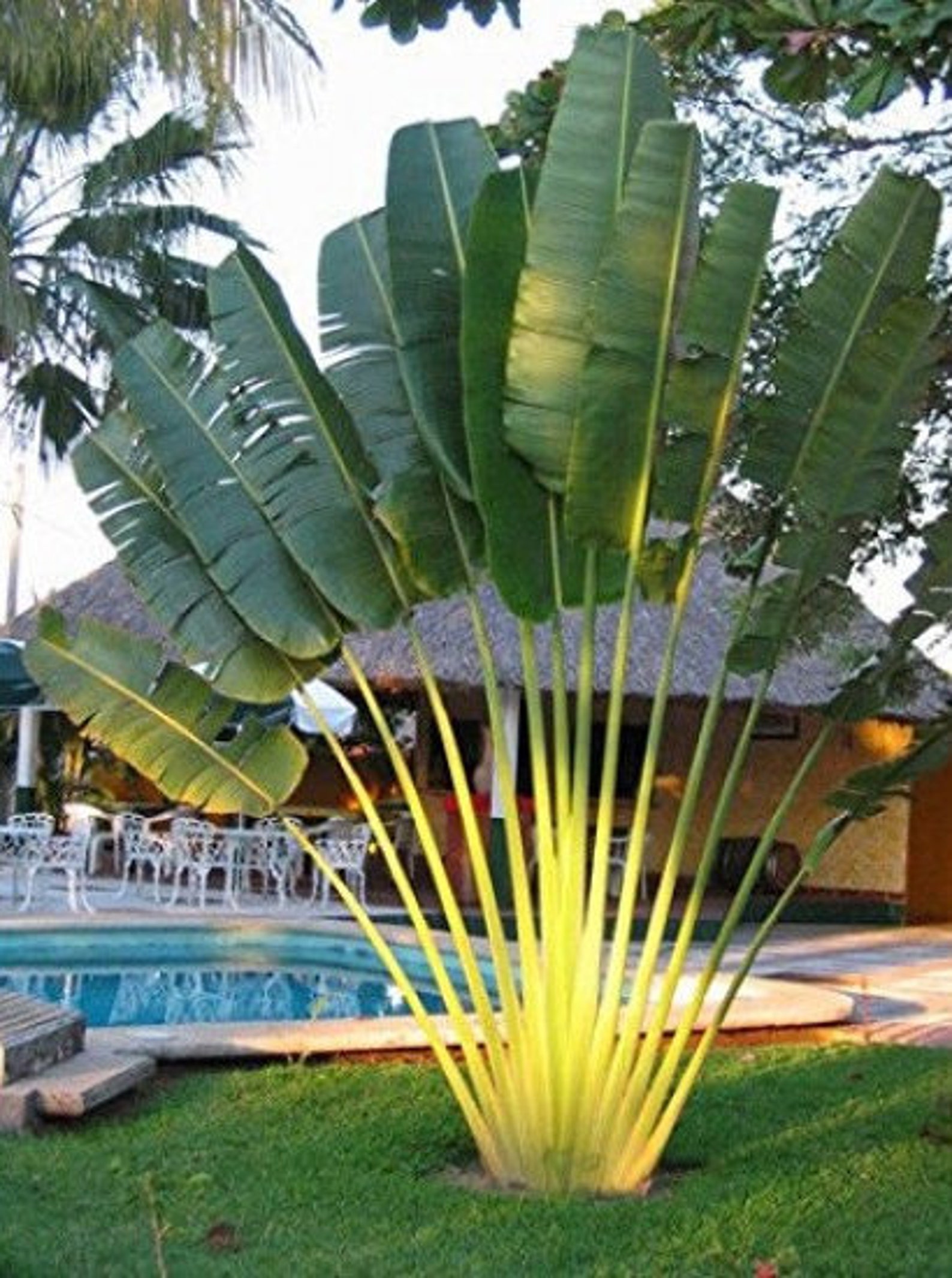 Ravenala Madagascariensis |fan Plantain|traveler Banana|travellers Tree ...