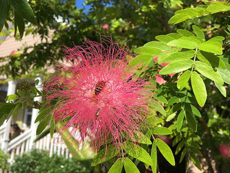 saman Five Oclock Rain Tree Monkeypod Mimosa Etsy