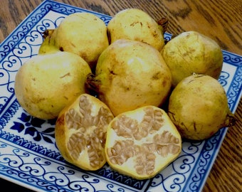 Punica granatum Melograno Bianco / 50_Semi