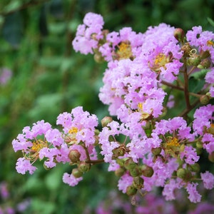 Lagerstroemia fauriei | Crape Myrtle Muskogee| 50_Seeds