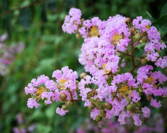 Lagerstroemia fauriei | Crape Myrtle Muskogee| 50_Seeds