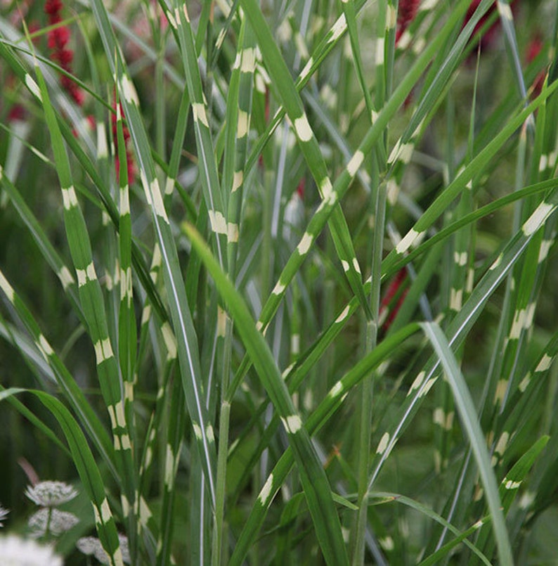 Miscanthus sinensis Zebrinus Zebra Grass 10_Seeds image 5