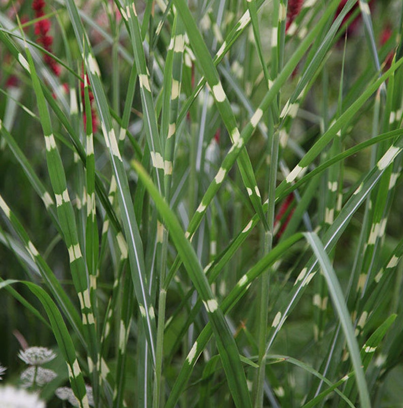 ButterflyGardenSeeds Miscanthus sinensis Zebrinus - Thumbnail 3