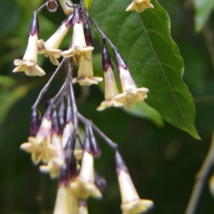 Cestrum guatemalensis | 5_Seeds
