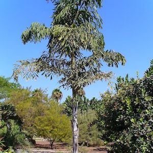 May include: A tall palm tree with a slender, light-colored trunk and feathery green fronds. The tree is set against a clear blue sky, with other trees and foliage in the background. The image is taken outdoors in a garden setting.