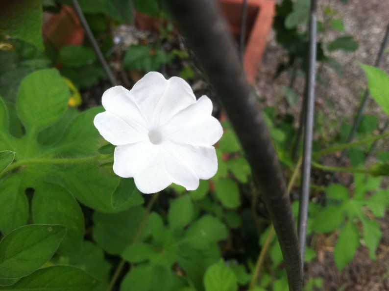 Ipomoea pes-tigridis Tigers Foot Morning Glory 10_Seeds image 3