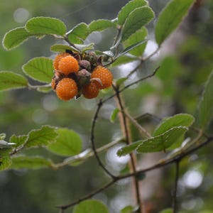 May include: Close-up of a cluster of orange berries on a branch with green leaves. The berries are round and textured, and the leaves have a slightly fuzzy appearance. The background is blurred, suggesting a natural outdoor setting.