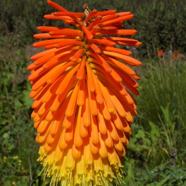 Kniphofia linearifolia | Linearis| Marsh & Red Hot Poker | Torch Lily | 10_Seeds