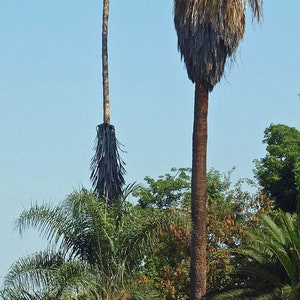 Washingtonia filifera California Desert Fan Palm Petticoat 10_Seeds image 5