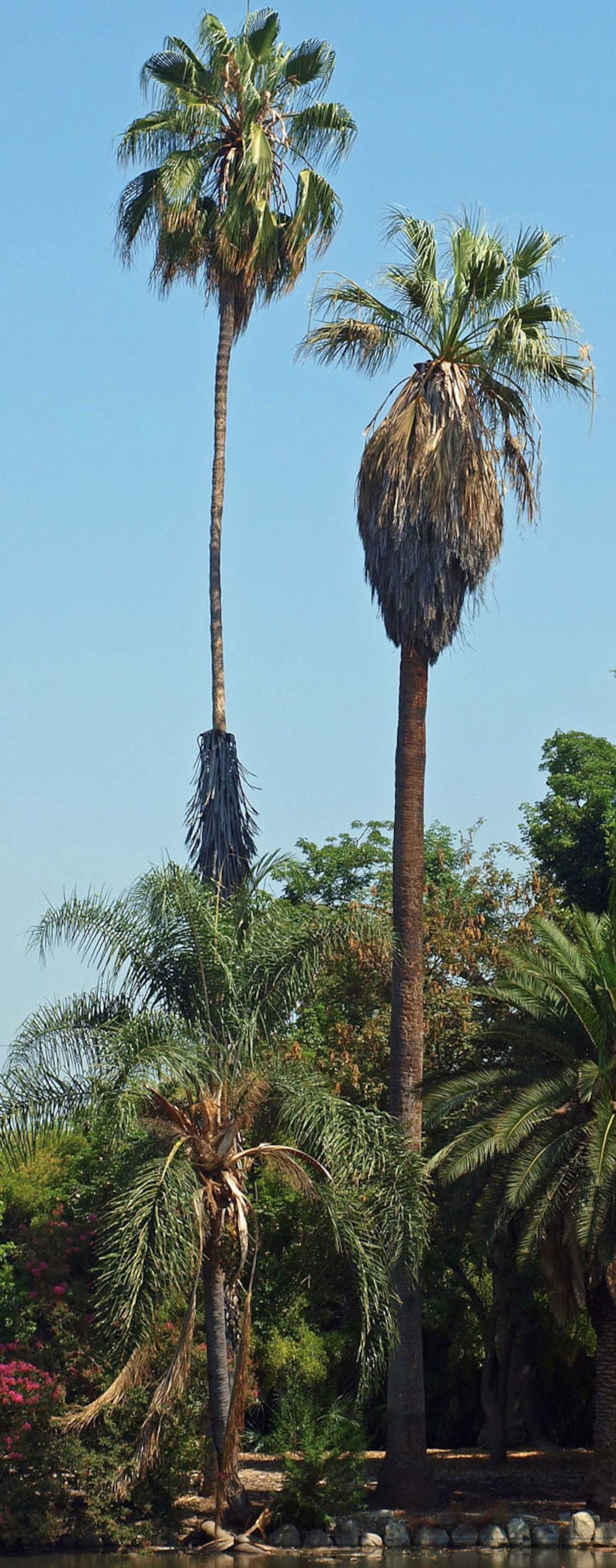 Washingtonia filifera California Desert Fan Palm Petticoat 10_Seeds image 5