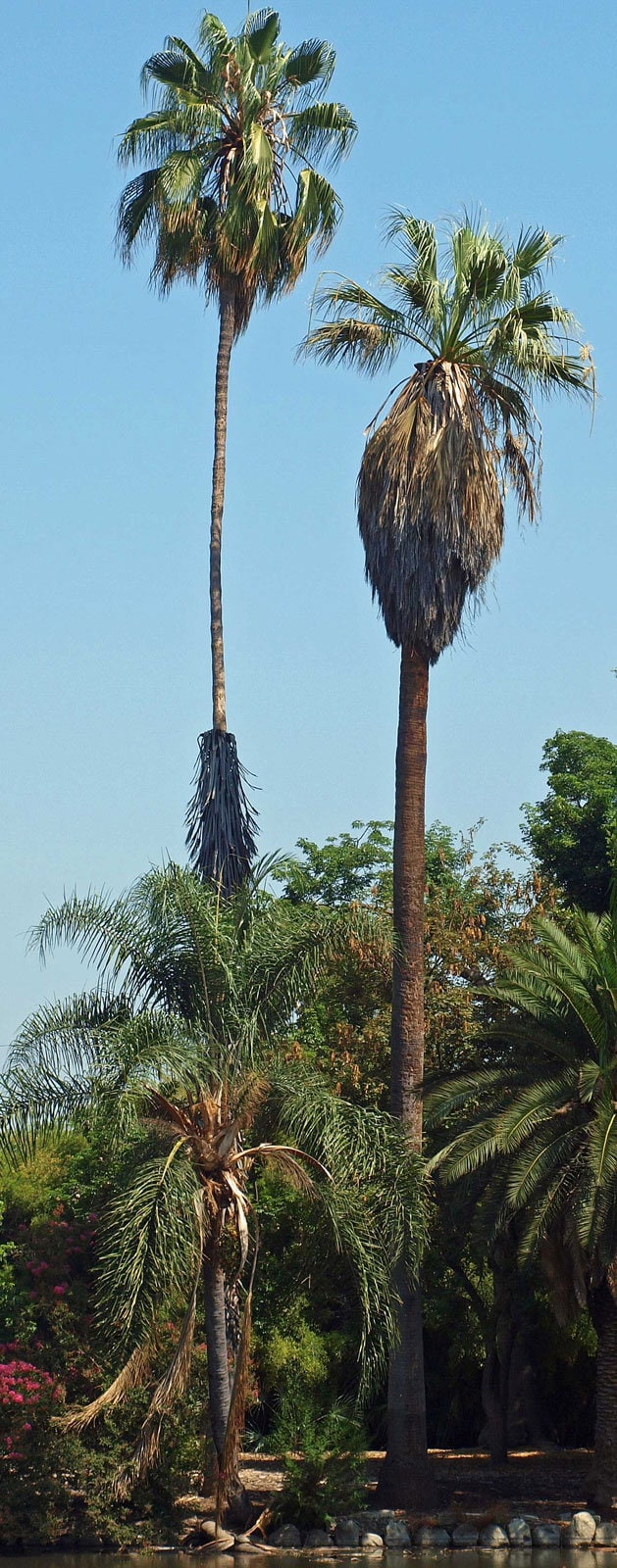 ワシントニア・フィリフェラ | カリフォルニア砂漠の扇状ヤシ