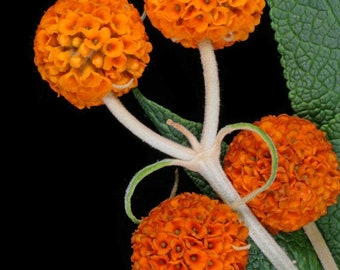 Buddleia globosa | Arbre boule orange | 100_Graines