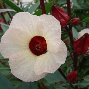 Hibiscus sabdariffa | Roselle | Jamaican Tea | Maple Leaf Hibiscus | 20_Seeds