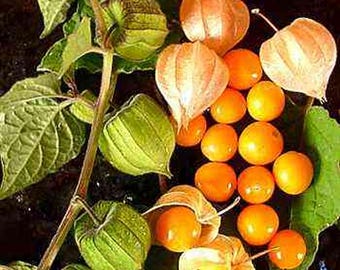 Physalis peruviana | Cape Gooseberry |Peruvian Ground Cherry|PohaBerry| 50_Seeds