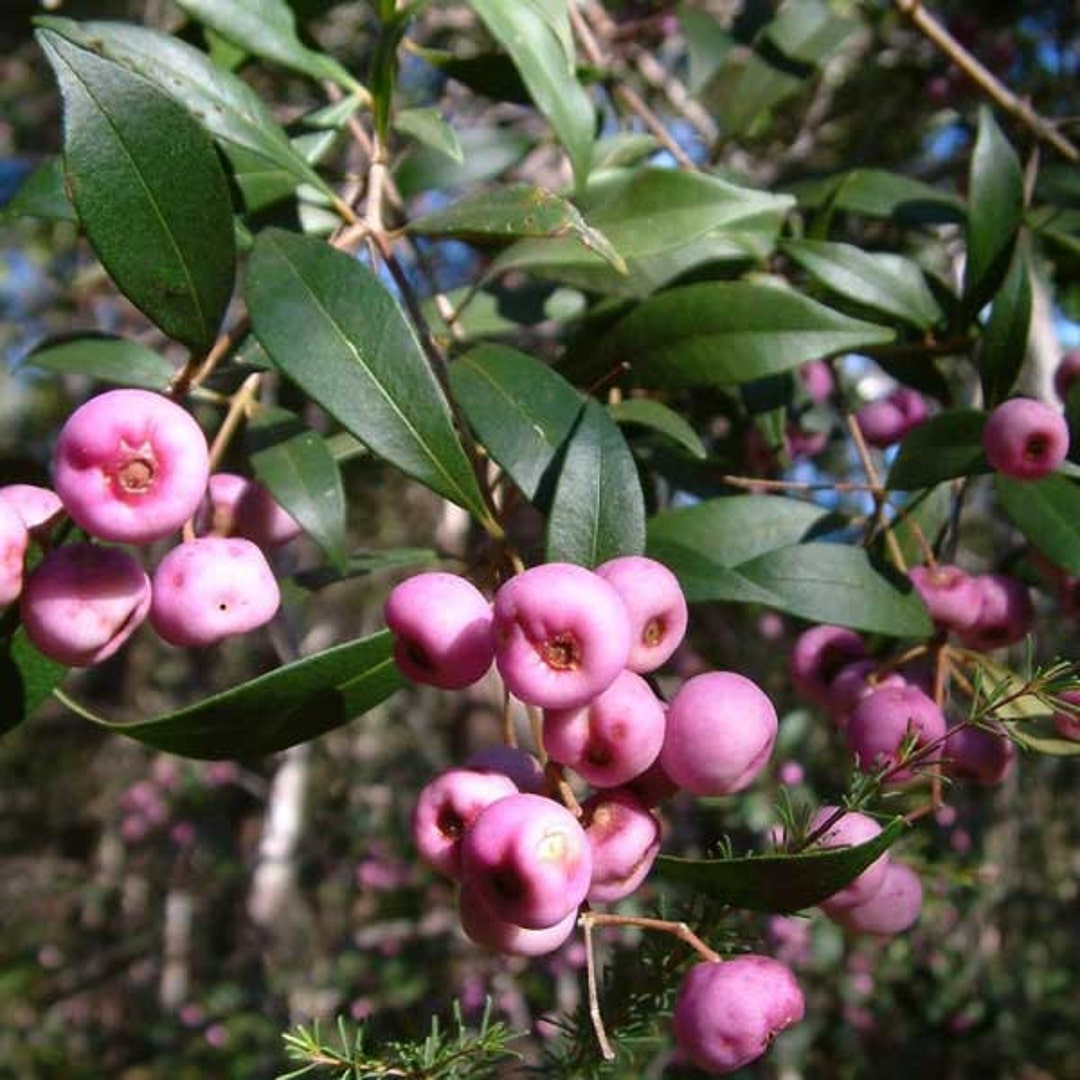Syzygium Smithii Lilly Pilly Monkey Apple Acmena Eugenia 10_seeds Etsy