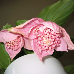 Medinilla magnifica Showy Philippine orchid 10_Seeds image 3