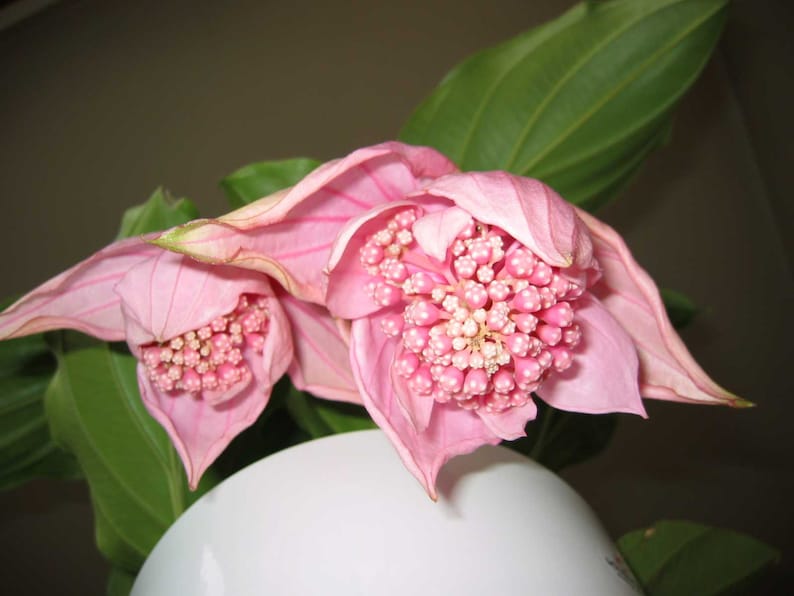 Medinilla magnifica Showy Philippine orchid 10_Seeds image 3