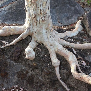 Sterculia urens Ghost Tree Kulu Indian Tragacanth Gum Karaya 5_Seeds image 3